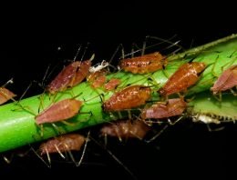 Biologische bladluisbestrijding met galmug Aphidoletes in roos succesvol