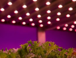 LED-event 2016 heeft speciale aandacht voor de tuinbouw
