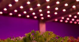 LED-event 2016 heeft speciale aandacht voor de tuinbouw