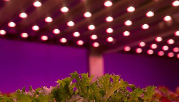 LED-event 2016 heeft speciale aandacht voor de tuinbouw