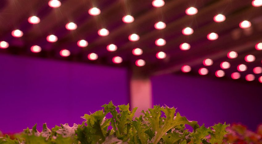 LED-event 2016 heeft speciale aandacht voor de tuinbouw