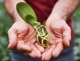 Klasmann-Deilmann internationale partner voor Growcoon
