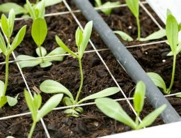 Praktijkproef toont aan: Lisianthus groeit goed op kokos