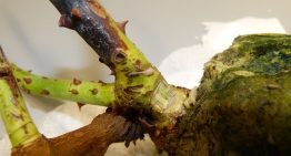‘Deze bacterieziekte kunnen we met strenge maatregelen zeker elimineren’