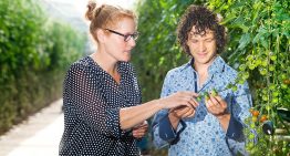 Telers opgeschrikt door uitbraken Bemisia en tomatengalmijt
