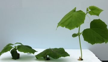 Plant reageert op korte en lange termijn verschillend op lichtkleur