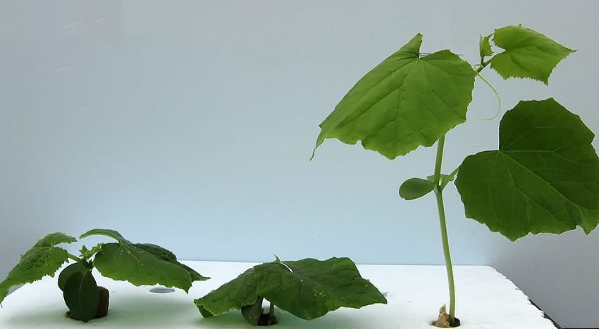Plant reageert op korte en lange termijn verschillend op lichtkleur Plant reageert op korte en lange termijn verschillend op lichtkleur