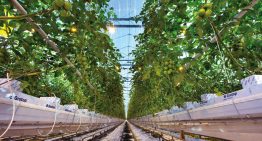 Europa wil geen octrooi op veredelde gewassen toestaan