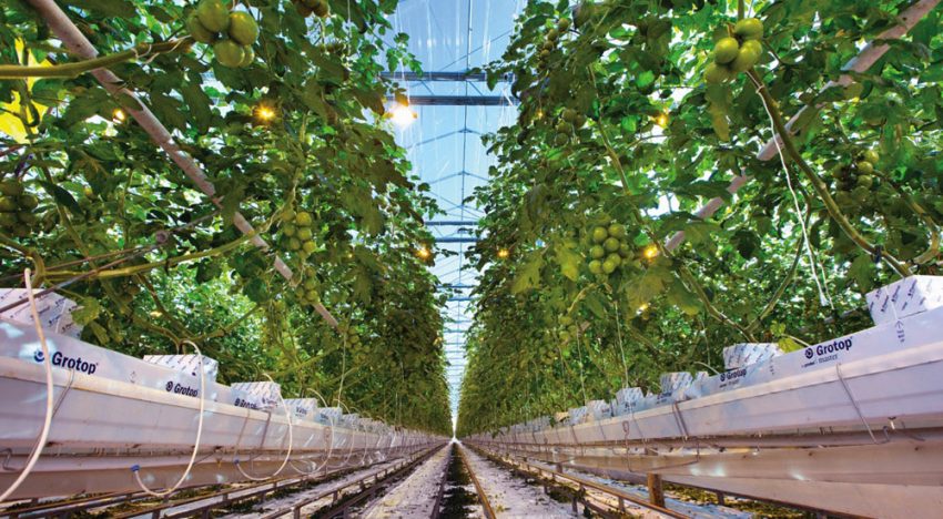 Europa wil geen octrooi op veredelde gewassen toestaan Europa wil geen octrooi op veredelde gewassen toestaan
