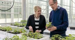 Ontsmettingsmiddel niet altijd getest op effect in plantaardige teelten