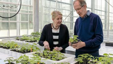 Ontsmettingsmiddel niet altijd getest op effect in plantaardige teelten