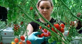 Noord-Europa biedt kansen voor ‘local for local’ tomatenteelt