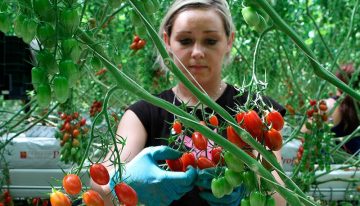 Noord-Europa biedt kansen voor ‘local for local’ tomatenteelt