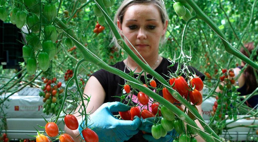 Noord-Europa biedt kansen voor ‘local for local’ tomatenteelt