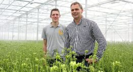 Betere klimaatbeheersing bij freesia belangrijker dan energiebesparing