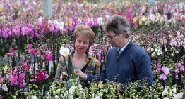 Nieuwe voedingsschema’s phalaenopsis voor veranderde teeltwijze