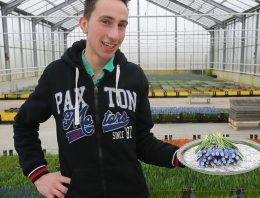 ‘Kleurvolle muscari heeft fans tot in de Verenigde Staten’