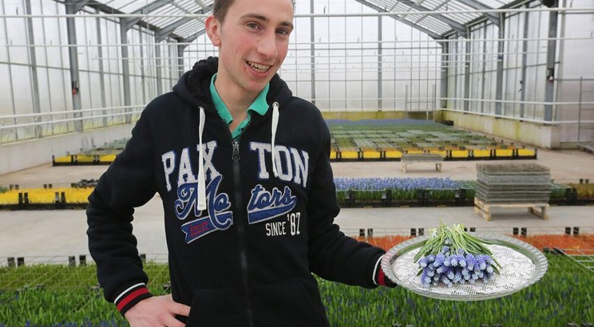 ‘Kleurvolle muscari heeft fans tot in de Verenigde Staten’