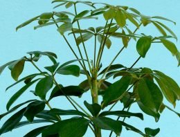 Plant ‘voelt’ zwaartekracht vooral met speciale zetmeelkorrels
