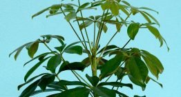 Plant ‘voelt’ zwaartekracht vooral met speciale zetmeelkorrels