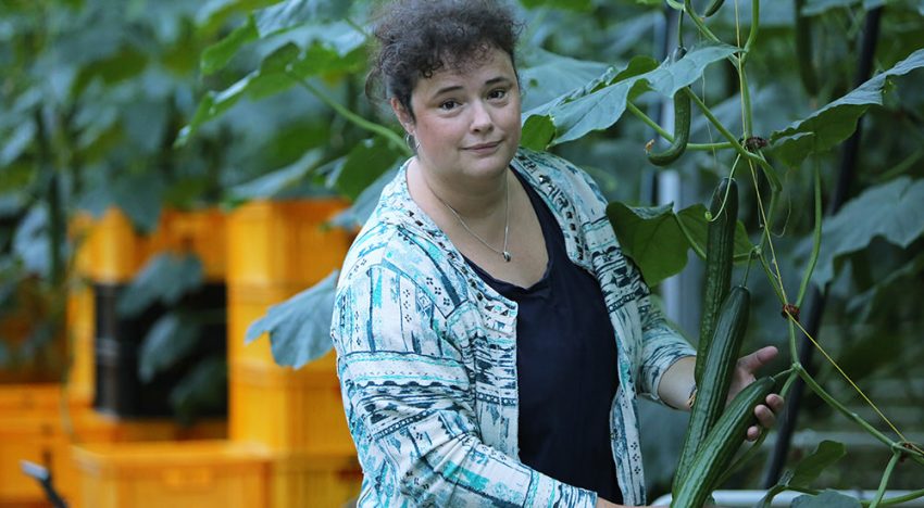 Mellantas breidt teelt mini-komkommers flink uit