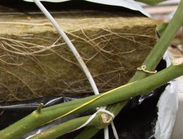 Teler stuurt zelf weerbaarheid van de plant