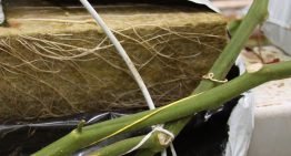 Teler stuurt zelf weerbaarheid van de plant