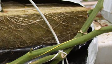 Teler stuurt zelf weerbaarheid van de plant