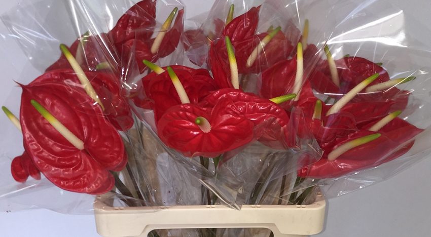 Kwaliteitsproblemen voorkomen met juiste teeltmaatregelen