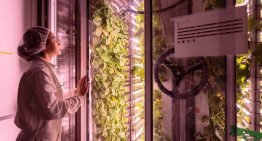 Start-up Agricool haalt 4 miljoen euro op voor aardbeienteelt in Parijs