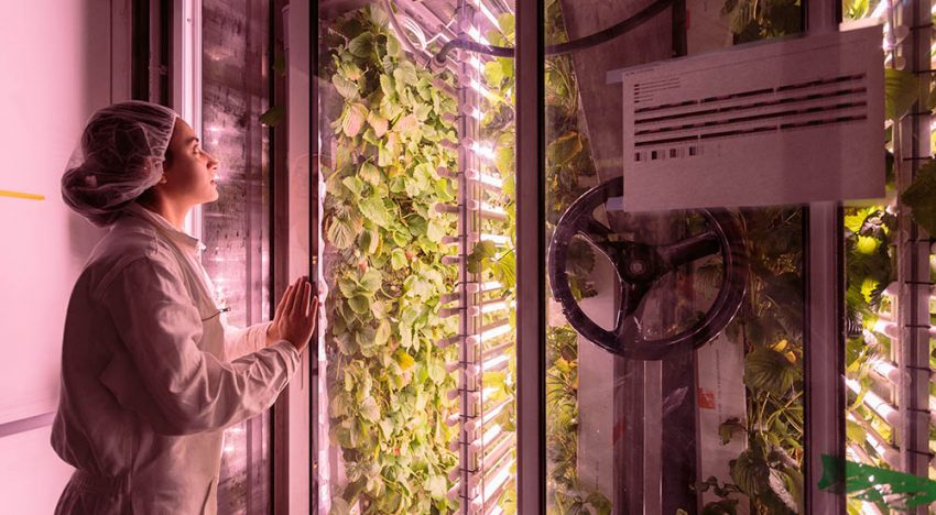 Start-up Agricool haalt 4 miljoen euro op voor aardbeienteelt in Parijs