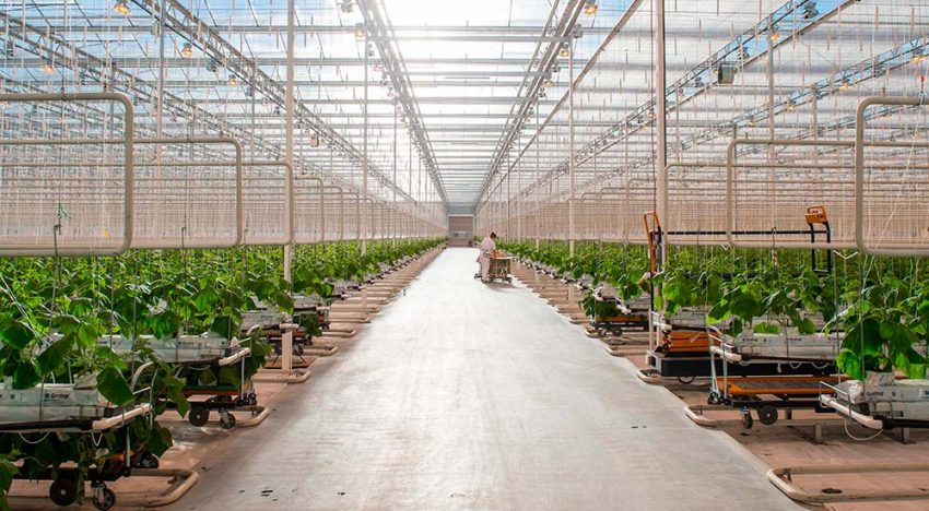 Serres Toundra gebouwd met Nederlandse kennis en technologie Serres Toundra gebouwd met Nederlandse kennis en technologie