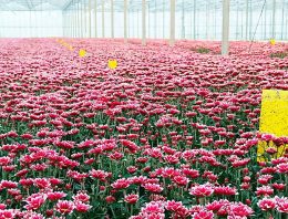 Optimale assimilatie eerste vereiste voor goede bloemkleuren