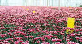 Optimale assimilatie eerste vereiste voor goede bloemkleuren