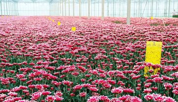 Optimale assimilatie eerste vereiste voor goede bloemkleuren