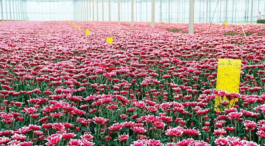 Optimale assimilatie eerste vereiste voor goede bloemkleuren Optimale assimilatie eerste vereiste voor goede bloemkleuren