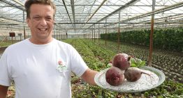 ‘Ambachtelijke teelt bosbietjes brengt smaak terug’