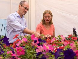 ‘Alerte plant kan een aanval van schimmels weerstaan’