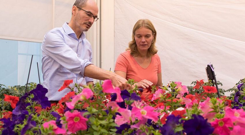 ‘Alerte plant kan een aanval van schimmels weerstaan’ ‘Alerte plant kan een aanval van schimmels weerstaan’