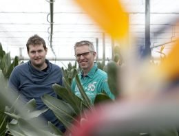 Biologische bestrijding wolluis lukt dankzij kleine roofkevers