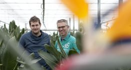 Biologische bestrijding wolluis lukt dankzij kleine roofkevers