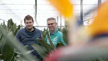 Biologische bestrijding wolluis lukt dankzij kleine roofkevers