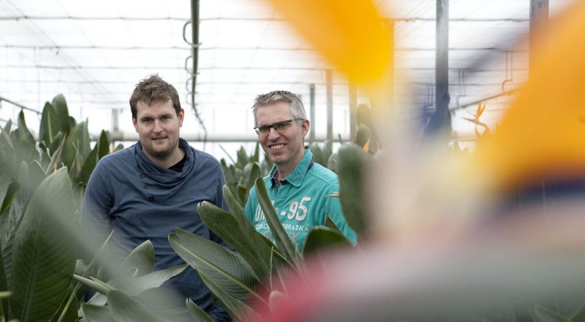 Biologische bestrijding wolluis lukt dankzij kleine roofkevers