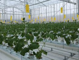 Tweede planting komkommers Winterlichtkas