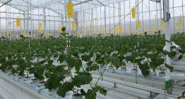 Tweede planting komkommers Winterlichtkas
