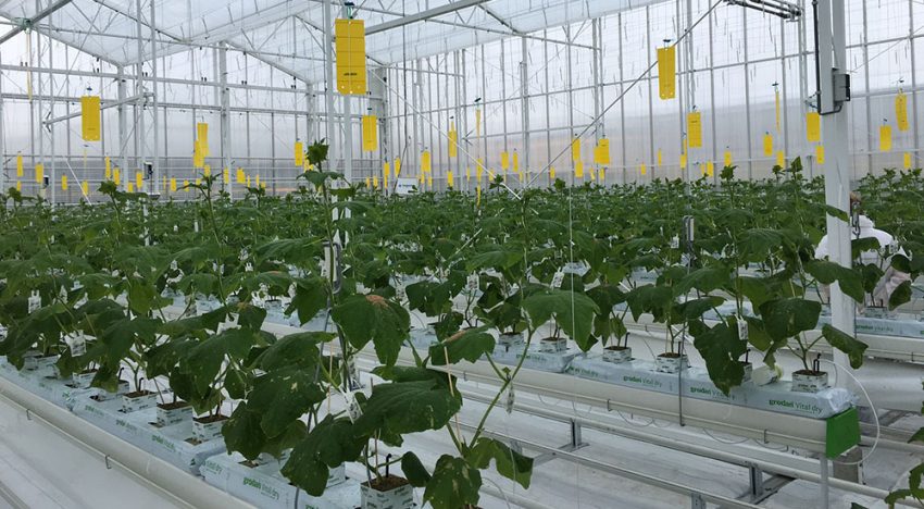 Tweede planting komkommers Winterlichtkas Tweede planting komkommers Winterlichtkas