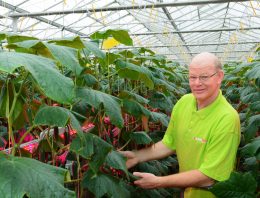 Perfect donkergroene komkommers in de winter door tussenbelichting