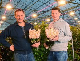 Meerproductie door hoger lichtniveau, gemiste warmte goed te compenseren