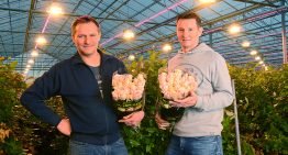 Meerproductie door hoger lichtniveau, gemiste warmte goed te compenseren
