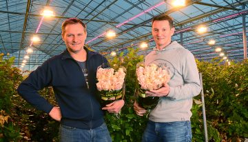 Meerproductie door hoger lichtniveau, gemiste warmte goed te compenseren